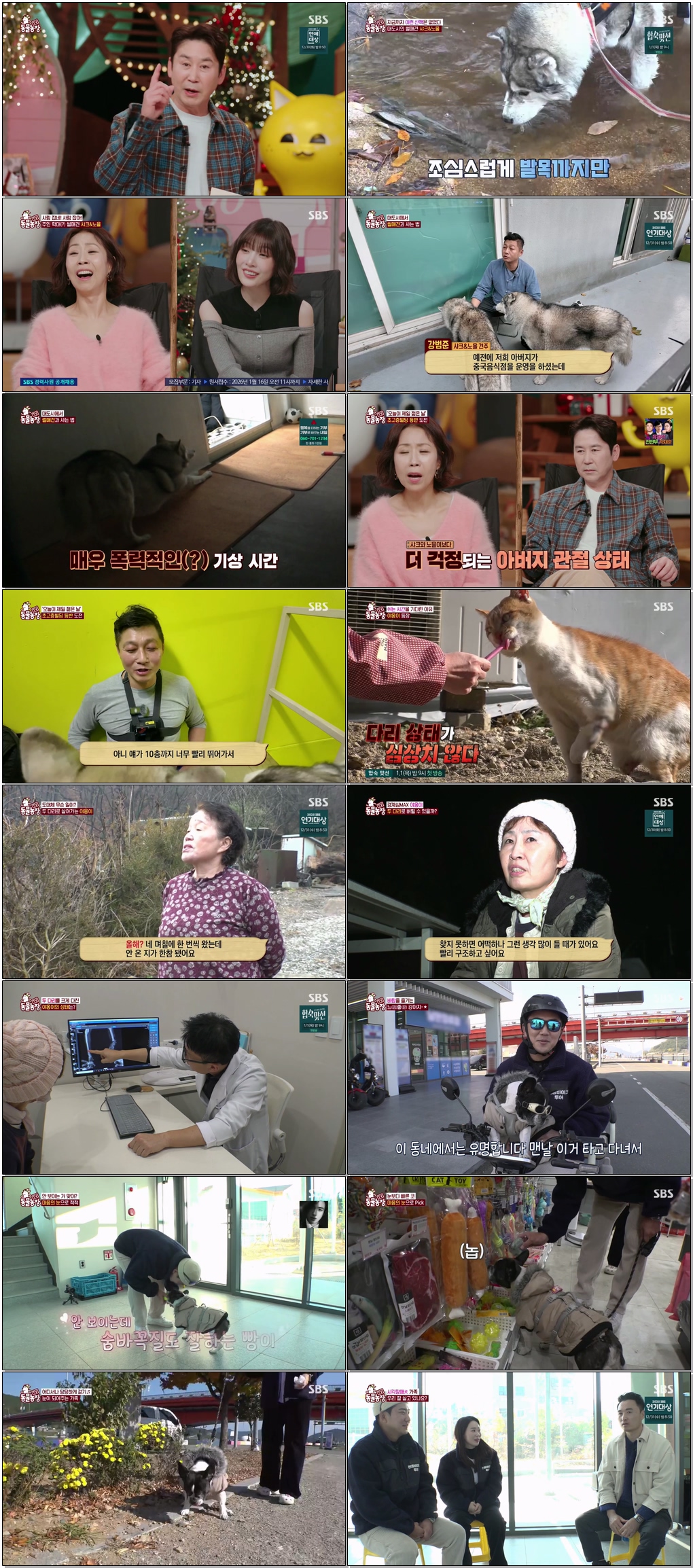 TV 동물농장.E1253.251228 .720p.H265