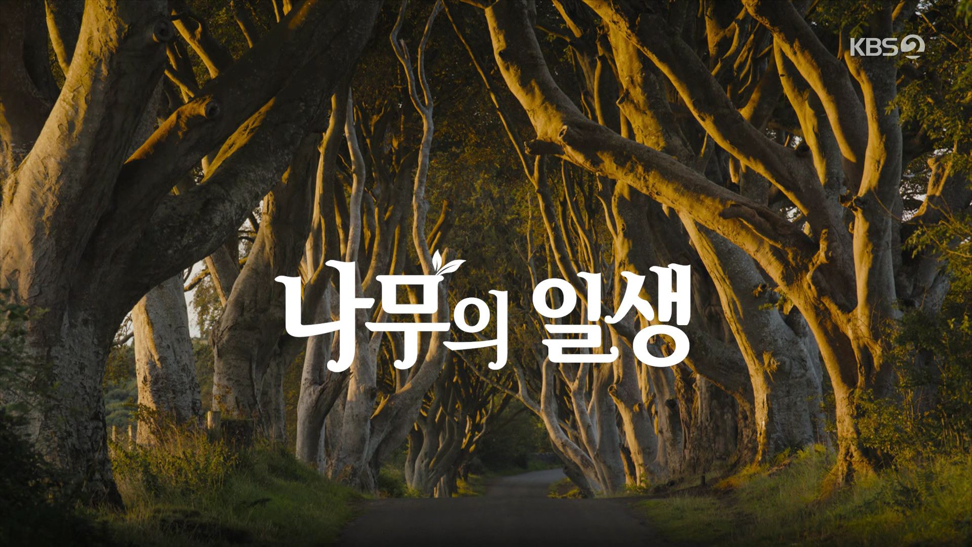 [다큐 스페셜] 나무의 일생 - 3부 노년기