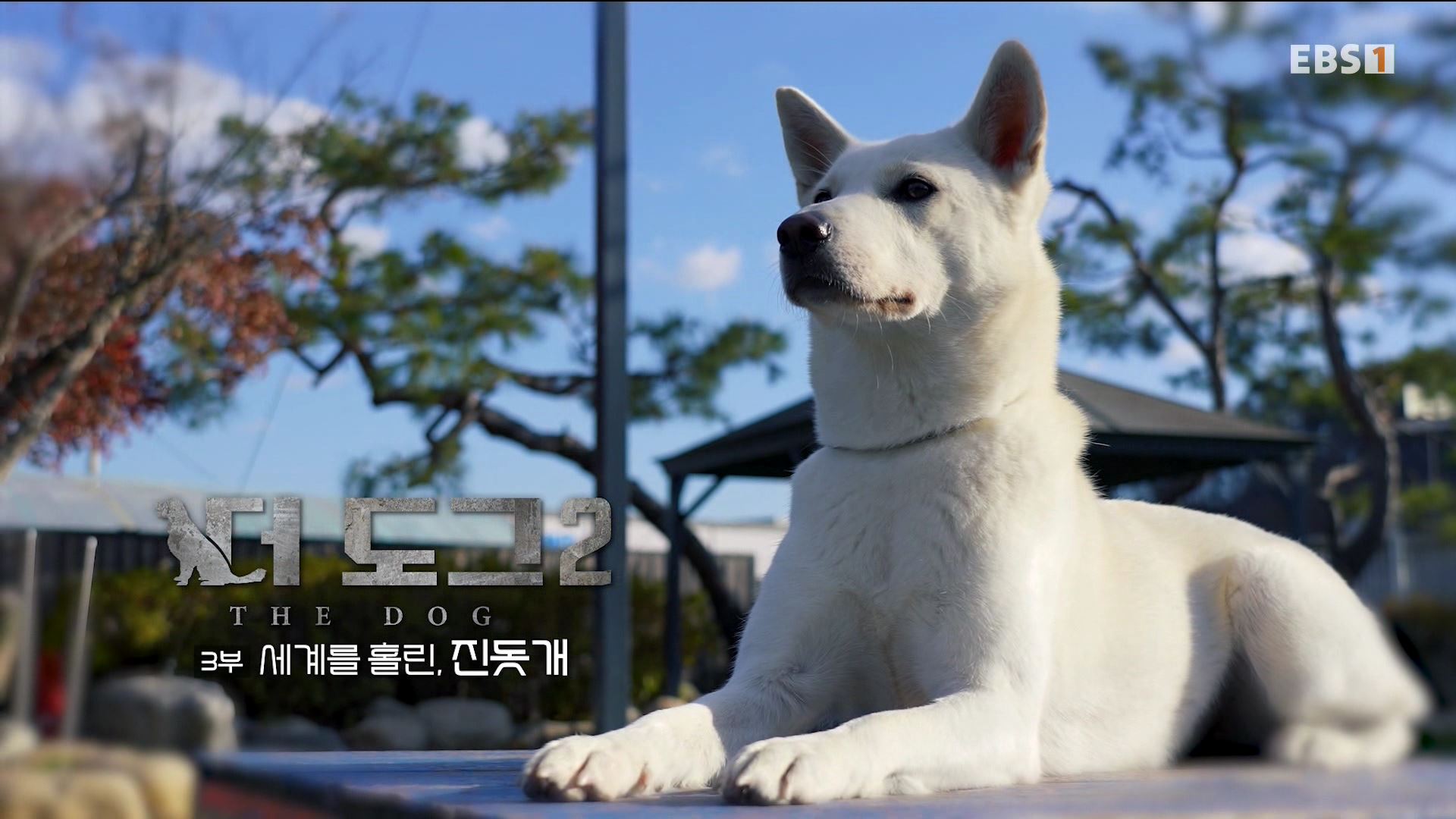 [더 도그 시즌2] 3부 세계를 홀린, 진돗개