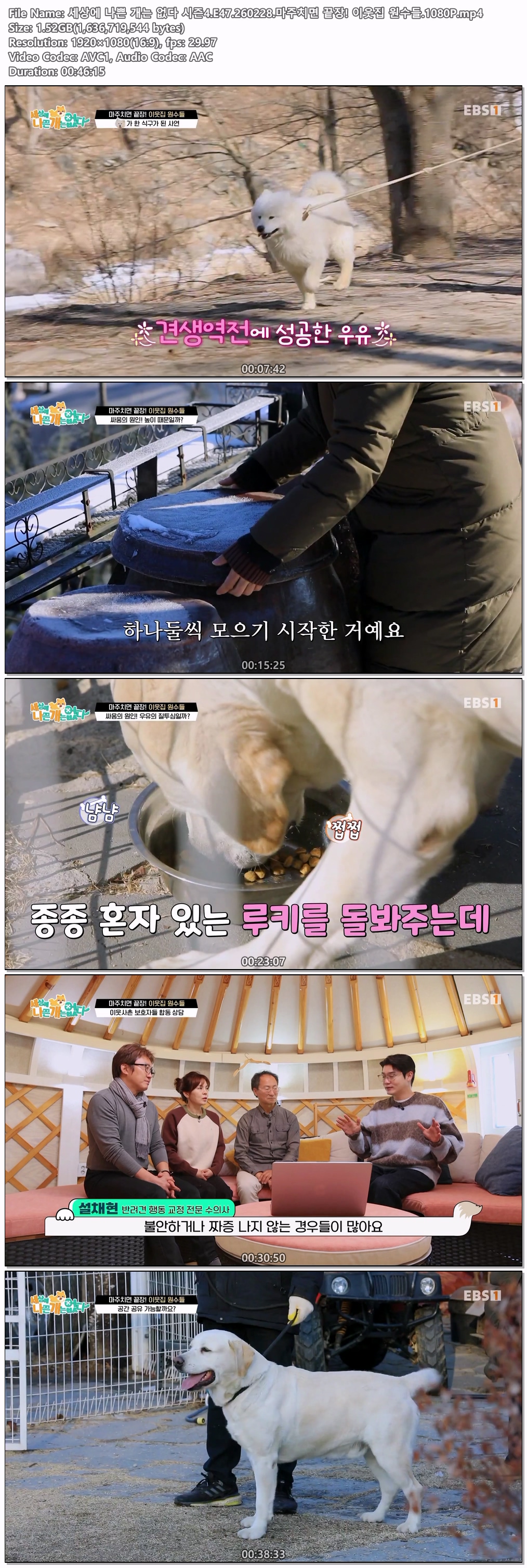세상에 나쁜 개는 없다 시즌4.E47.260228.마주치면끝장!이웃집원수들.1080P