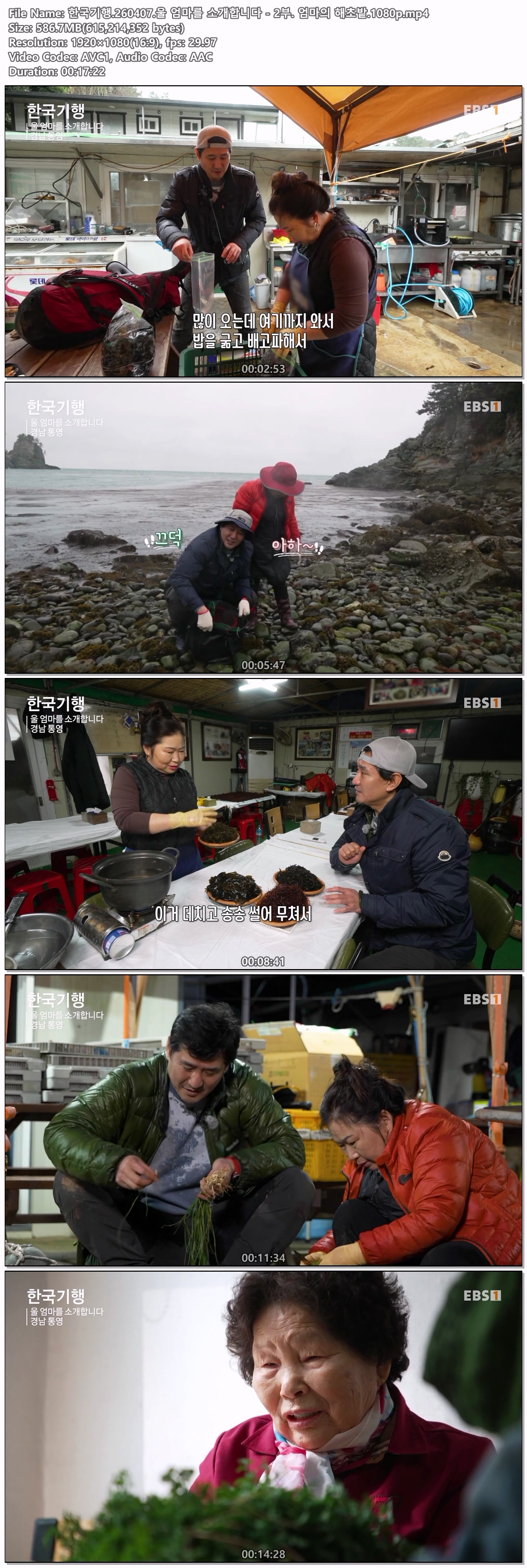 한국기행.260407.울 엄마를 소개합니다 - 2부. 엄마의 해초밭.1080p