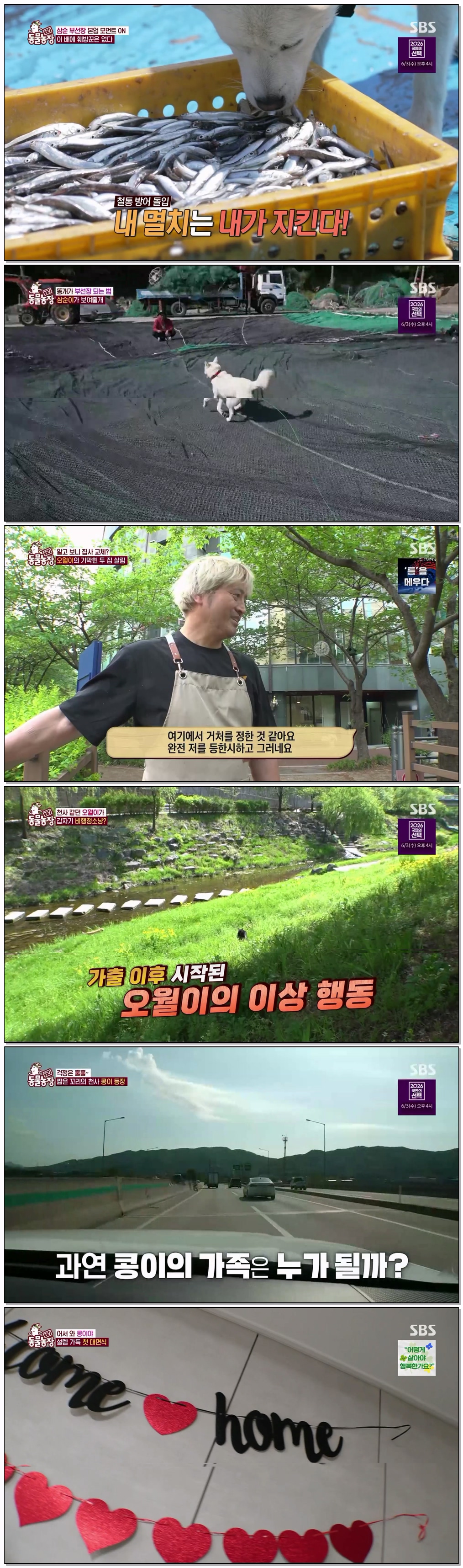 TV 동물농장.E1273.260524.1080p.H264-F1RST