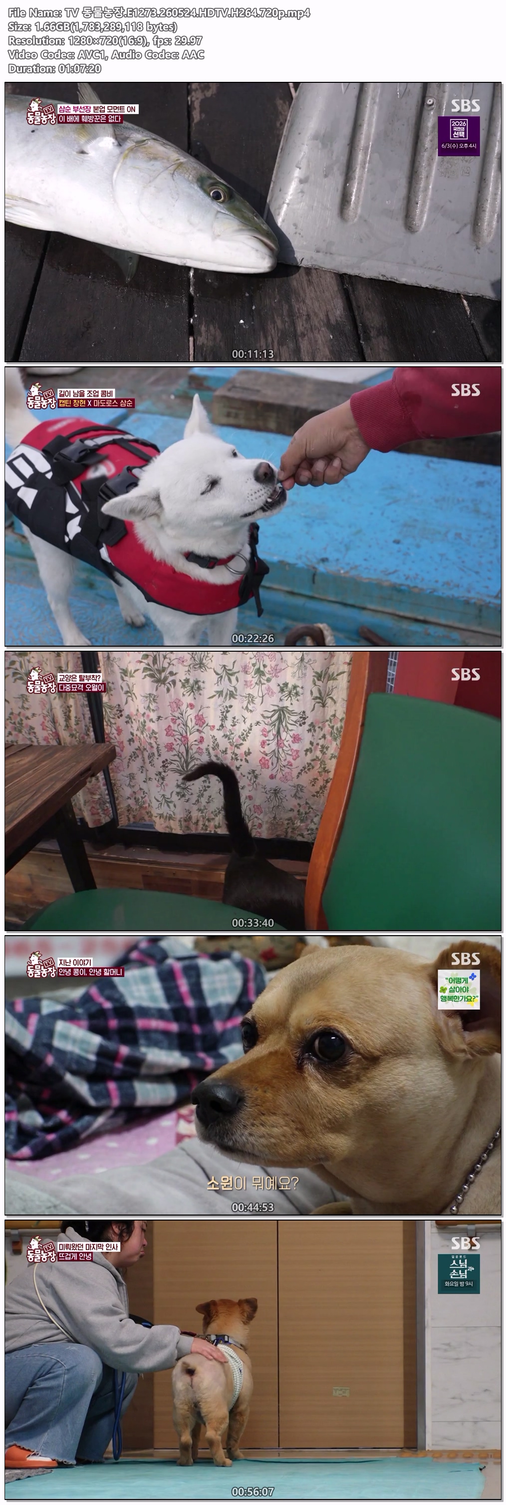 TV 동물농장.E1273.260524.HDTV.H264.720p.