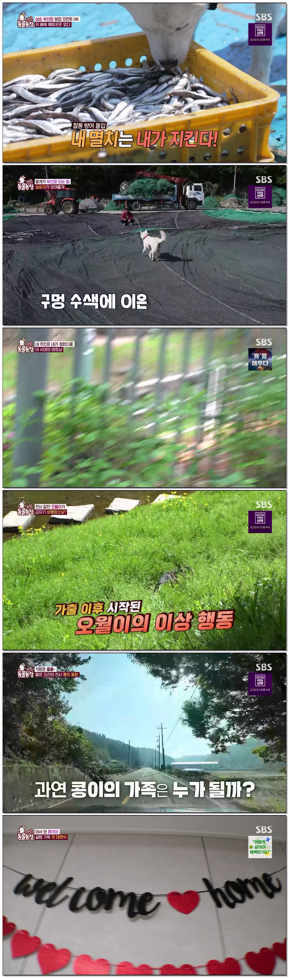 TV 동물농장.E1273.260524.1440p.H265-F1RST