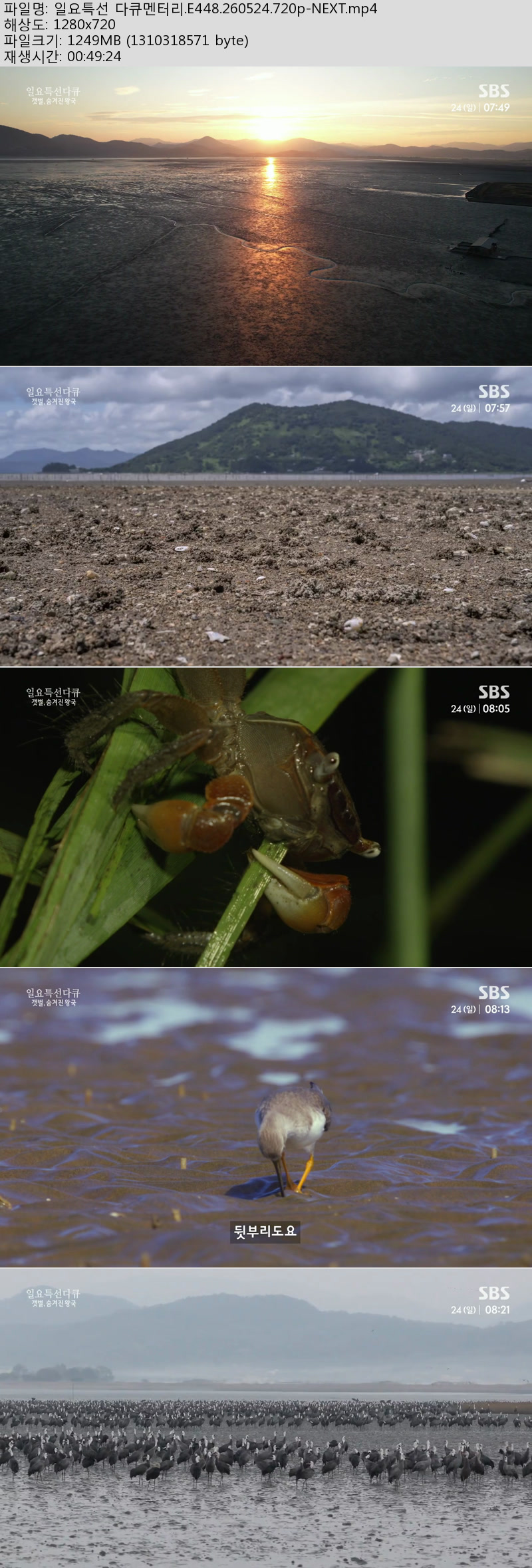 일요특선 다큐멘터리.E448.260524.720p-NEXT